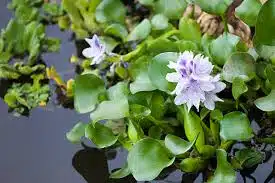 Water hyacinth eichhornia crassipes - Small bunch