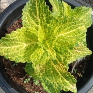 coleus electric lime