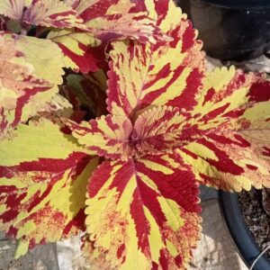 Coleus wizard mosaic