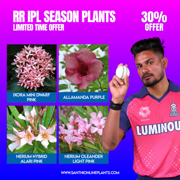 Beautiful RR Ipl team 2025 combo