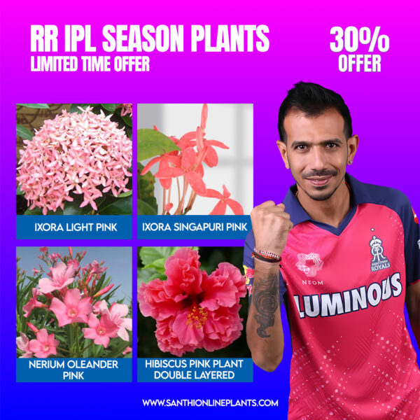 Beautiful RR Ipl team 2025 combo