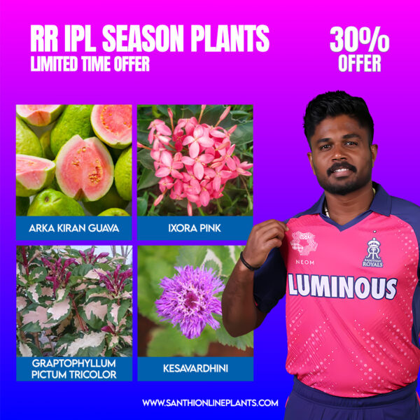 Beautiful RR Ipl team 2025 combo