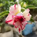 Adenium Plants