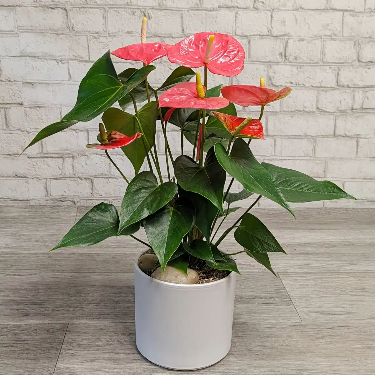 Anthurium Plants