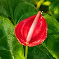 Anthurium Plants