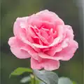 Flower Seeds