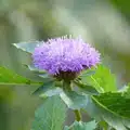Herbal Plant Seeds
