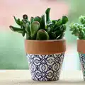 Pot Plants Online