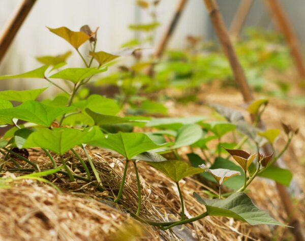 Yellow sweet potato - stem cuttings(2 feet)
