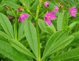 Ceylon Pasalai Keerai Plant - Leafy Vegetable