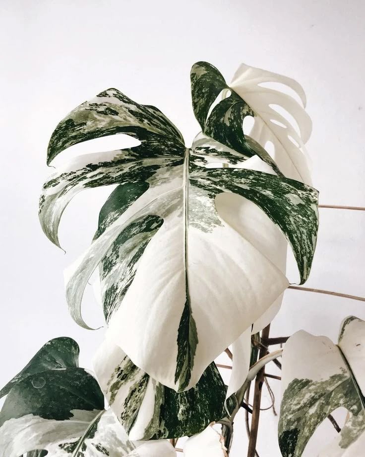 Variegated Plants