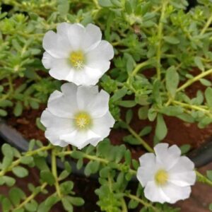 Lanprae portulaca white plant (Alana)