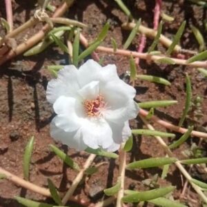 Portulaca tiara pinkish white plant ( Id : Tiarada)