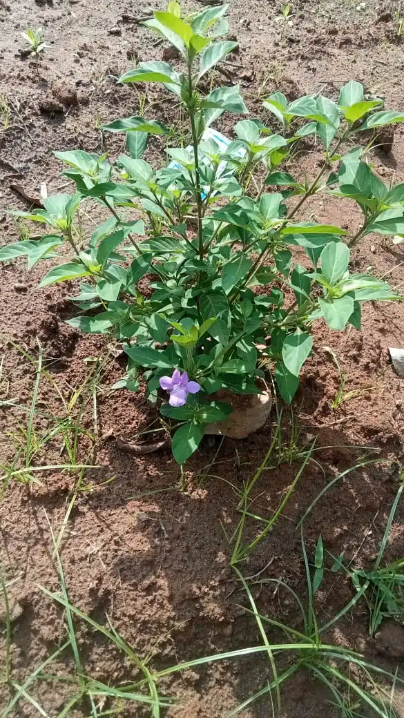 Pretty Bright Barleria cristata lavender flower plant ( December flower spatika)
