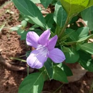 Pretty Bright Barleria cristata lavender flower plant ( December flower spatika)