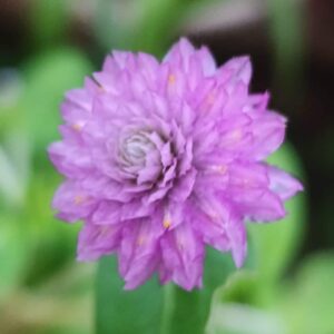 Attractive Gomphrena plant​ lady lavender flower seeds