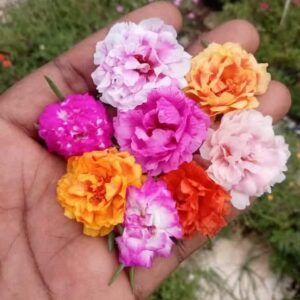 Double shade portulaca cuttings combo