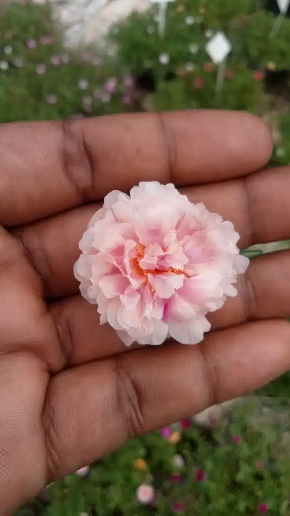 Double shade colorful flowers​ portulaca cuttings combo