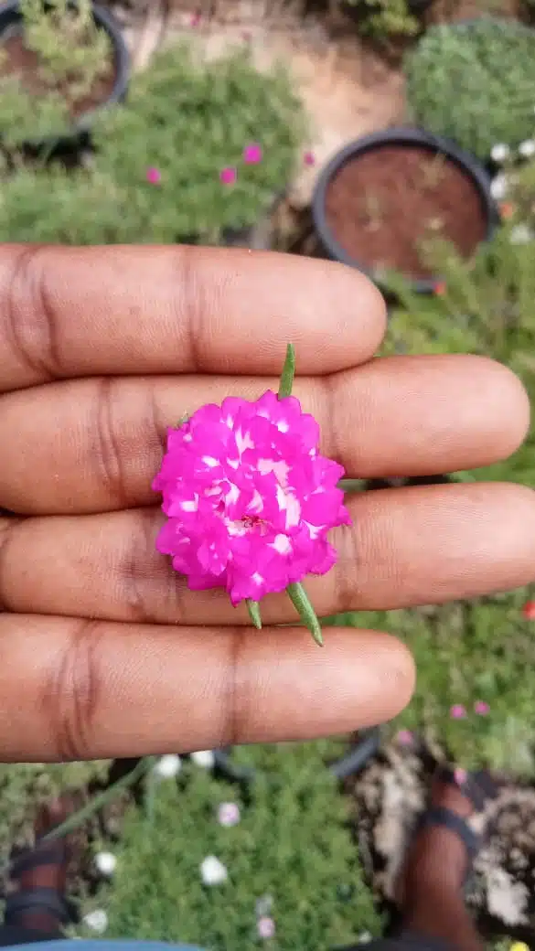 Double shade colorful flowers​ portulaca cuttings combo