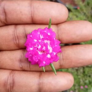 A Beautiful table rose plant cuttings​ : Portulaca Dark pink with white flowers stem cuttings ( ID:Irin)