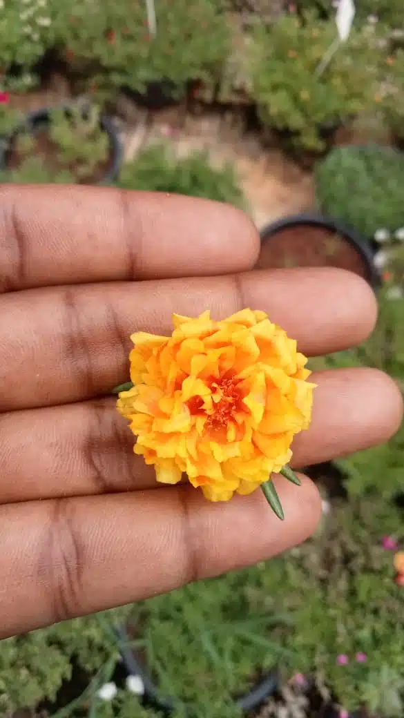 Double shade colorful flowers​ portulaca cuttings combo