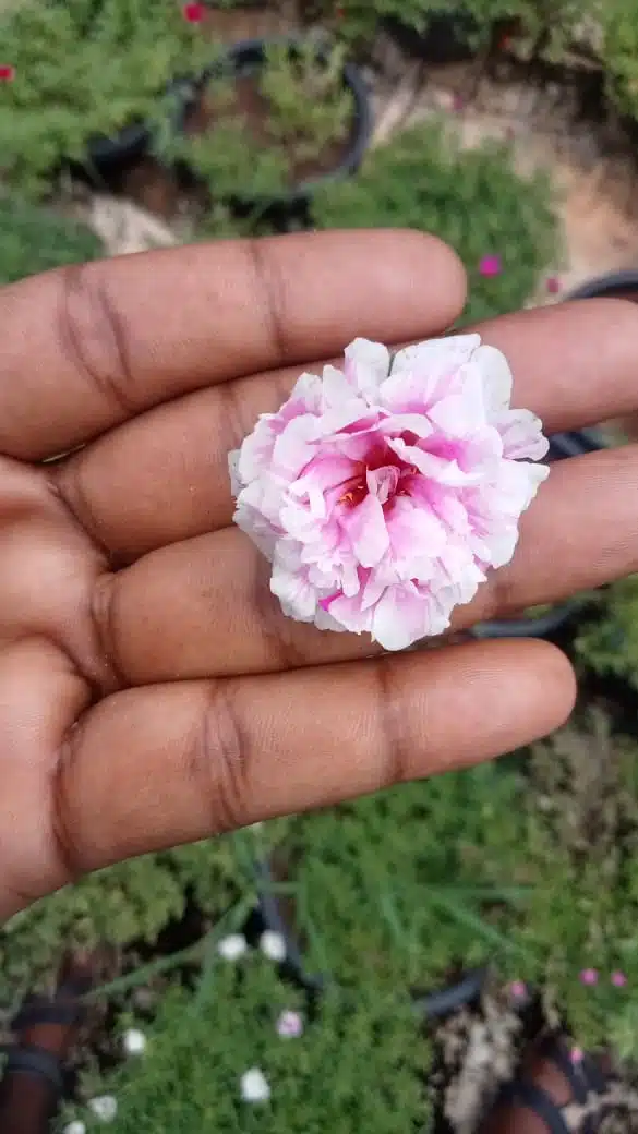 Double shade colorful flowers​ portulaca cuttings combo