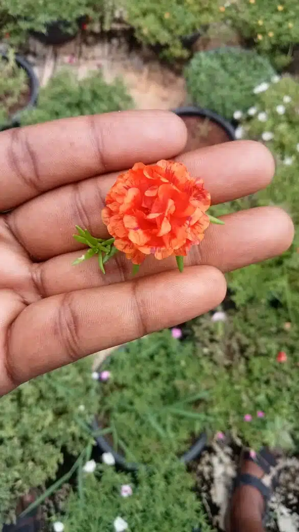 Double shade colorful flowers​ portulaca cuttings combo