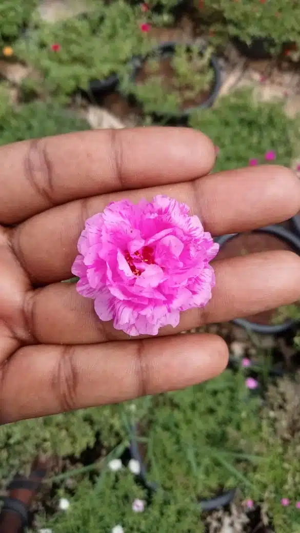 Double shade colorful flowers​ portulaca cuttings combo