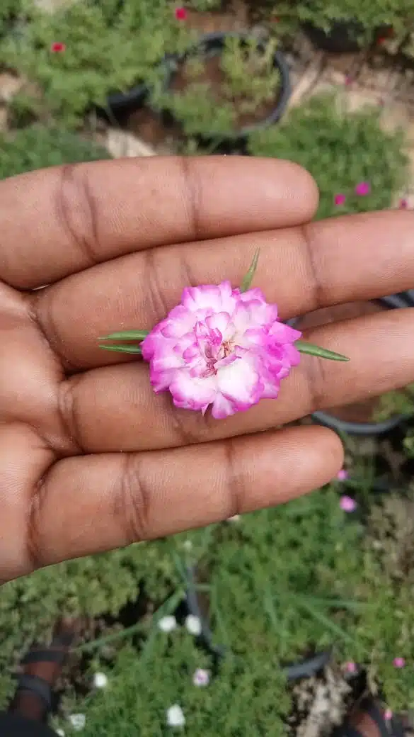 Double shade colorful flowers​ portulaca cuttings combo