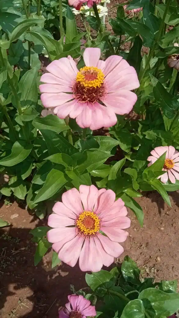 Zinnia babypink flower seeds