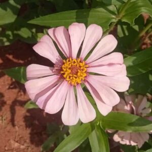 Zinnia babypink flower seeds