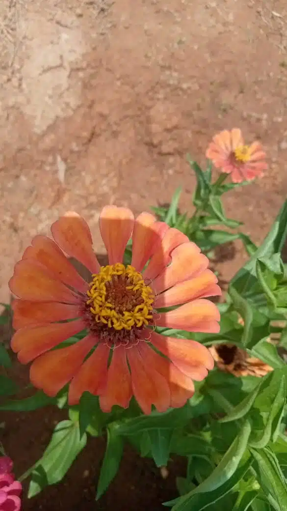 Beautiful zinnia elegans brownish red flowers seeds