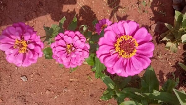 Zinnia pink flower seeds
