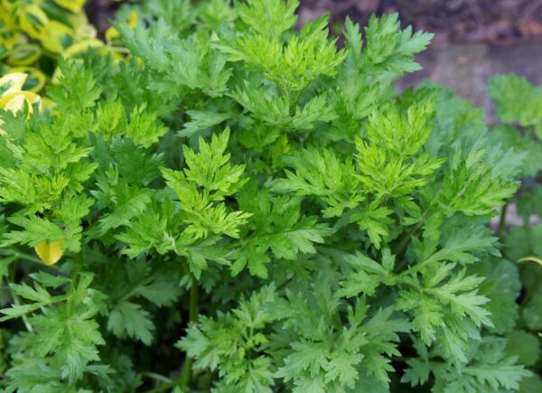 artemisia vulgaris
