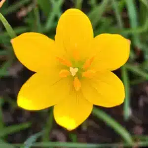 Rainlily yellow mother bulb