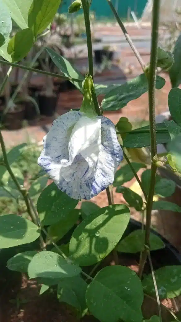 Most Beautiful Asian Dot Aparajita Flower - Sangu poo​ seeds