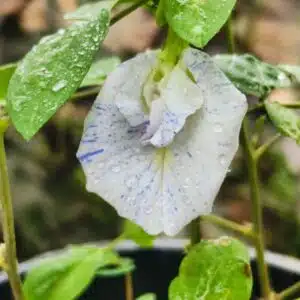 sangu poo​
