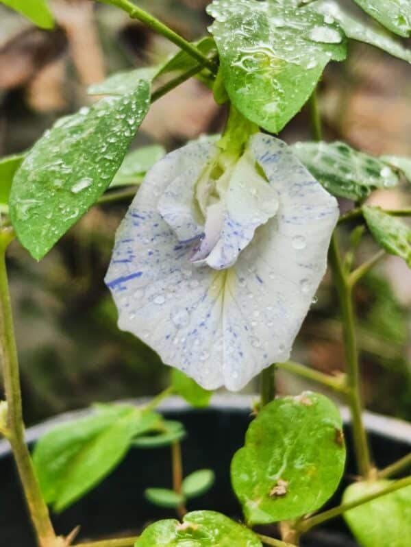 Most Beautiful Asian Dot Aparajita Flower plant seeds
