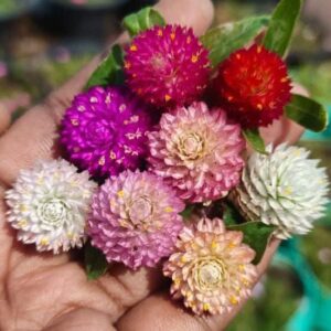 Gomphrena globosa