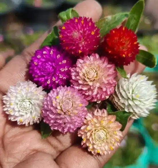Gomphrena globosa