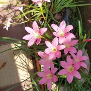 Awesome Rainlily Grandiflora Pink Bulb