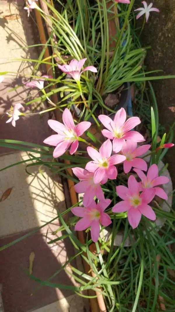 Awesome Rainlily Grandiflora Pink Bulb