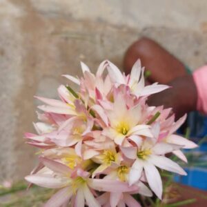 Cute Rain Lily Twinkle Strain Bulb