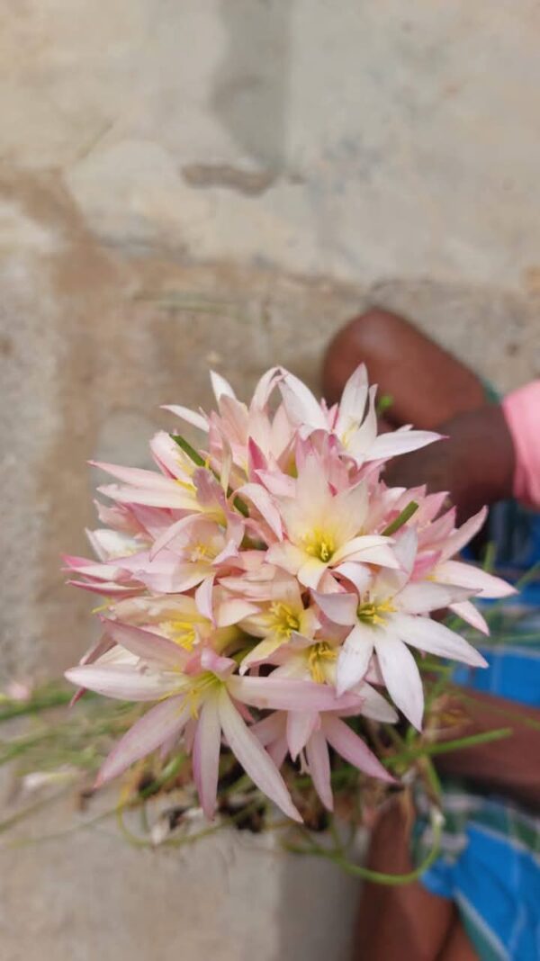 Cute Rain Lily Twinkle Strain Bulb