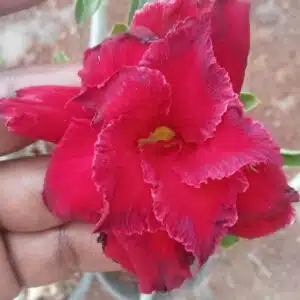 Adenium Blue Master