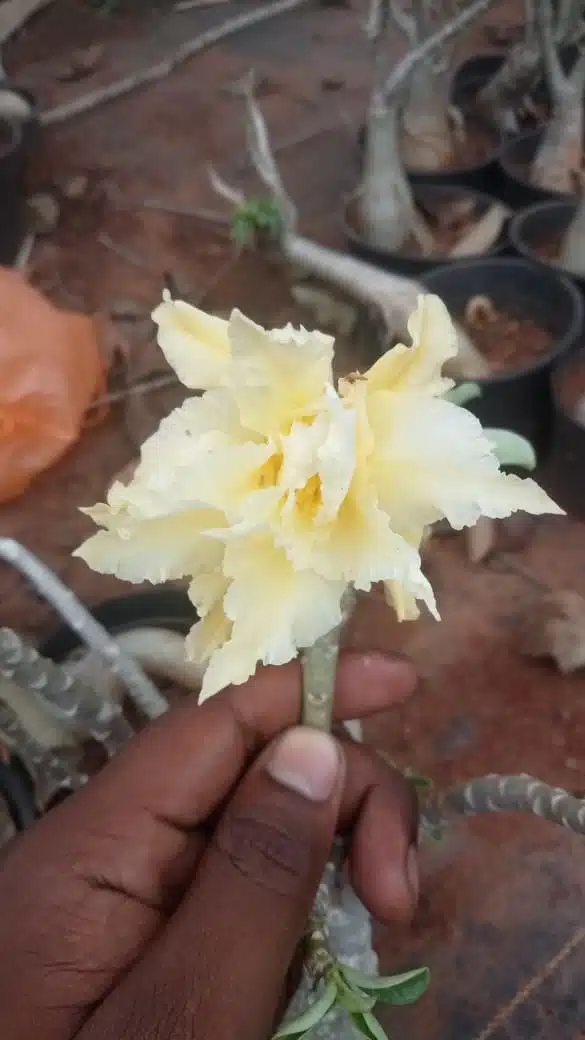 Attractive Adenium Deep Yellow Flower