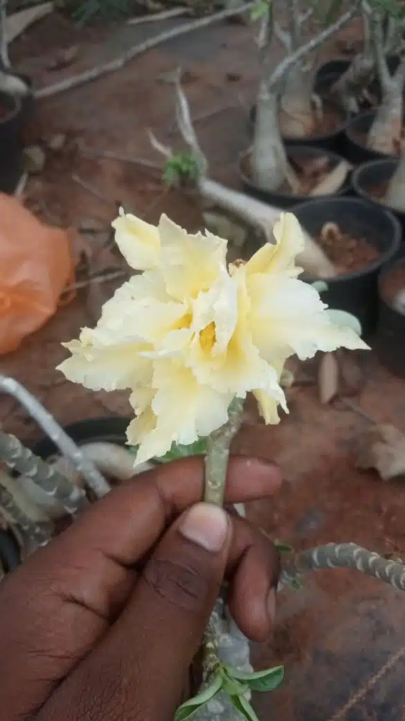 Attractive Adenium Deep Yellow Flower