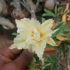 Adenium Deep Yellow Love