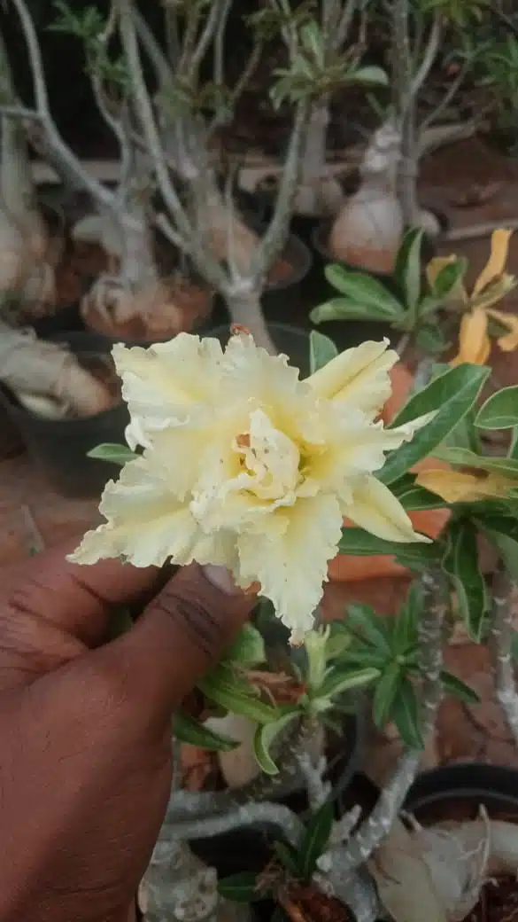 Deep Yellow