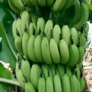 Grand nain (G9) banana plant (Uprooted)
